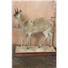 Image 5 : Life-sized KLIPSPRINGER on a Wood Base