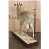 Image 6 : Life-sized KLIPSPRINGER on a Wood Base