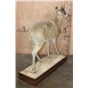 Image 8 : Life-sized KLIPSPRINGER on a Wood Base
