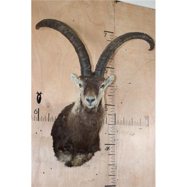 PERSIAN or BEZOAR IBEX Shoulder Mount