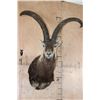 Image 1 : PERSIAN or BEZOAR IBEX Shoulder Mount