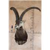 Image 2 : PERSIAN or BEZOAR IBEX Shoulder Mount