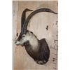 Image 3 : PERSIAN or BEZOAR IBEX Shoulder Mount