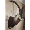 Image 4 : PERSIAN or BEZOAR IBEX Shoulder Mount