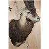 Image 5 : PERSIAN or BEZOAR IBEX Shoulder Mount