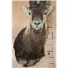 Image 6 : PERSIAN or BEZOAR IBEX Shoulder Mount