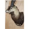 Image 7 : PERSIAN or BEZOAR IBEX Shoulder Mount