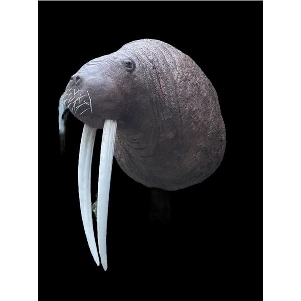*New* Reproduction WALRUS Shoulder Mount