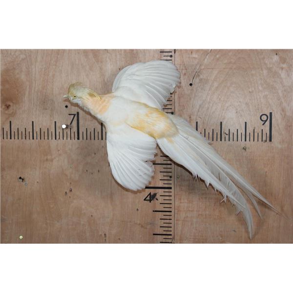 Flying GOLDEN PHEASANT on a Wall Hanging Plaque