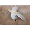 Image 1 : Flying GOLDEN PHEASANT on a Wall Hanging Plaque