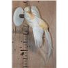Image 3 : Flying GOLDEN PHEASANT on a Wall Hanging Plaque