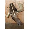 Image 10 : 12-Point SHIRAS MOOSE Shoulder Mount