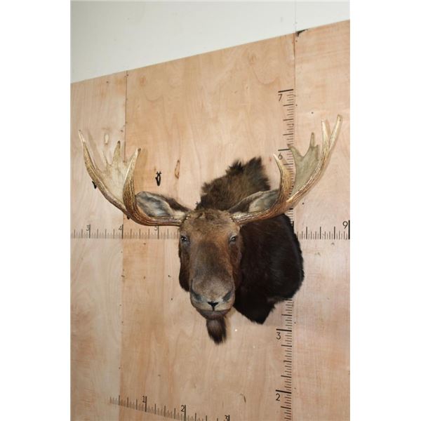 12-Point SHIRAS MOOSE Shoulder Mount
