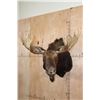 Image 1 : 12-Point SHIRAS MOOSE Shoulder Mount
