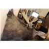 Image 8 : 12-Point SHIRAS MOOSE Shoulder Mount