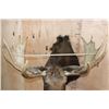 Image 9 : 12-Point SHIRAS MOOSE Shoulder Mount