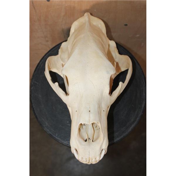 XL GRIZZLY or BROWN BEAR Skull