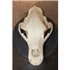 Image 1 : XL GRIZZLY or BROWN BEAR Skull