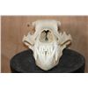 Image 2 : XL GRIZZLY or BROWN BEAR Skull
