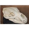 Image 3 : XL GRIZZLY or BROWN BEAR Skull
