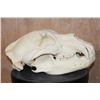 Image 4 : XL GRIZZLY or BROWN BEAR Skull