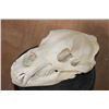 Image 5 : XL GRIZZLY or BROWN BEAR Skull