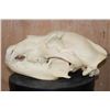 Image 6 : XL GRIZZLY or BROWN BEAR Skull
