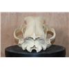 Image 7 : XL GRIZZLY or BROWN BEAR Skull