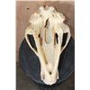 Image 8 : XL GRIZZLY or BROWN BEAR Skull