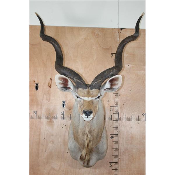 Big KUDU Shoulder Mount