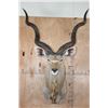 Image 1 : Big KUDU Shoulder Mount