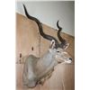 Image 2 : Big KUDU Shoulder Mount