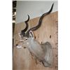 Image 3 : Big KUDU Shoulder Mount