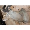 Image 4 : Big KUDU Shoulder Mount