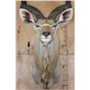 Image 5 : Big KUDU Shoulder Mount