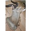 Image 6 : Big KUDU Shoulder Mount