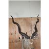 Image 8 : Big KUDU Shoulder Mount