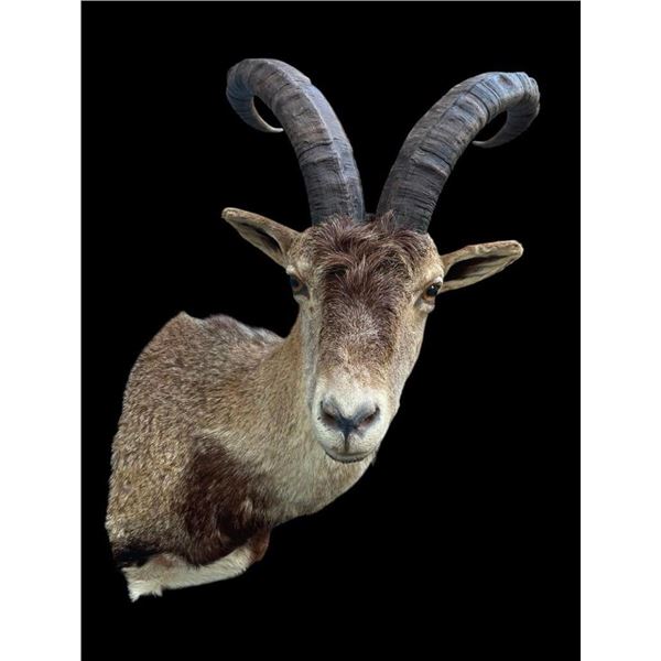 *Rare* GREDOS IBEX Shoulder Mount