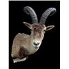 Image 1 : *Rare* GREDOS IBEX Shoulder Mount