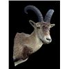 Image 2 : *Rare* GREDOS IBEX Shoulder Mount