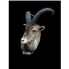 Image 3 : *Rare* GREDOS IBEX Shoulder Mount