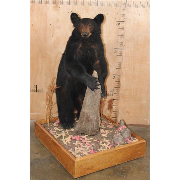 Life-sized BLACK BEAR on a Wood Base with Wheels