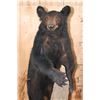 Image 4 : Life-sized BLACK BEAR on a Wood Base with Wheels