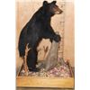 Image 5 : Life-sized BLACK BEAR on a Wood Base with Wheels