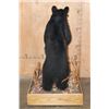 Image 7 : Life-sized BLACK BEAR on a Wood Base with Wheels