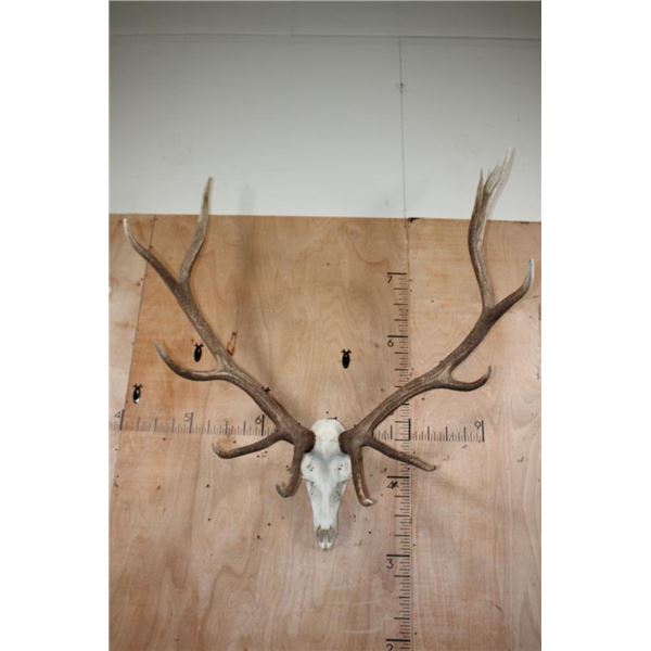 XL 12-Point ELK Skull