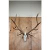 Image 1 : XL 12-Point ELK Skull