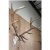 Image 2 : XL 12-Point ELK Skull