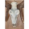 Image 5 : XL 12-Point ELK Skull