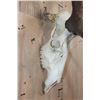 Image 6 : XL 12-Point ELK Skull